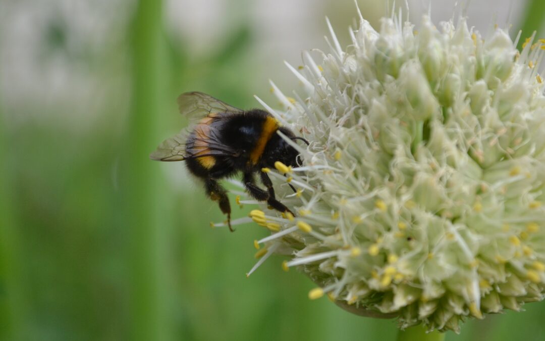 Black-Box-Gardening macht Frankfurt bunt