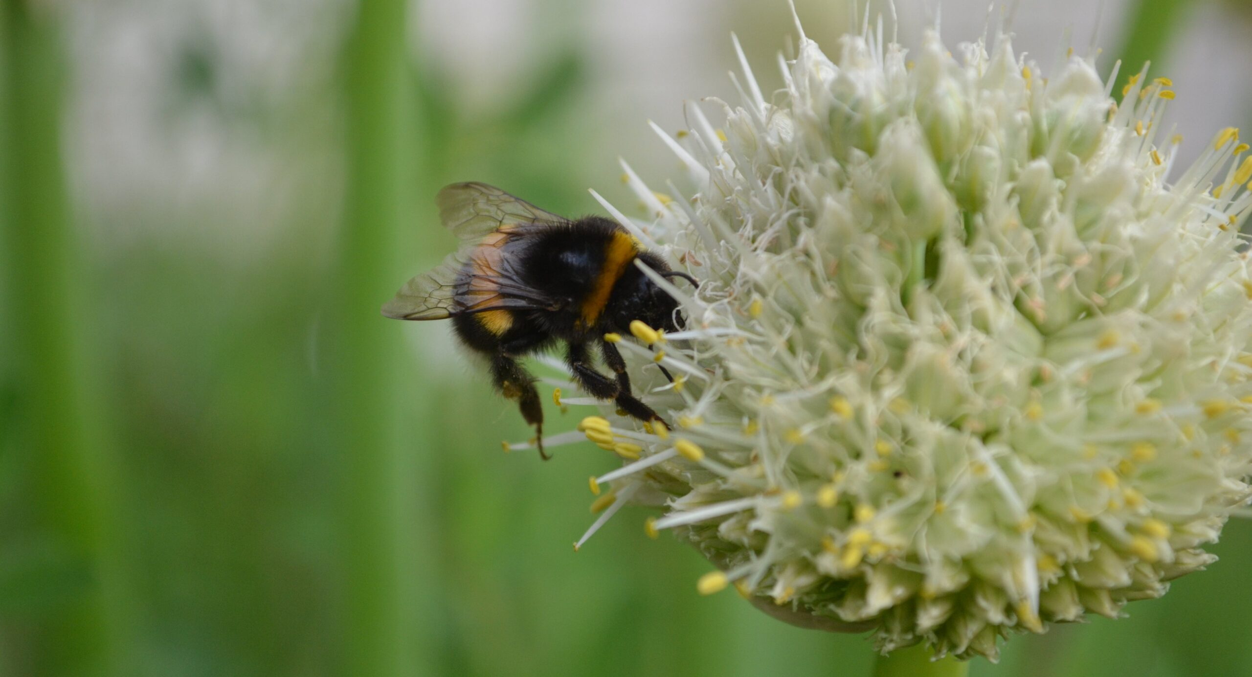 Hummel an Zwiebel-Foto-Gesa Maschkowski