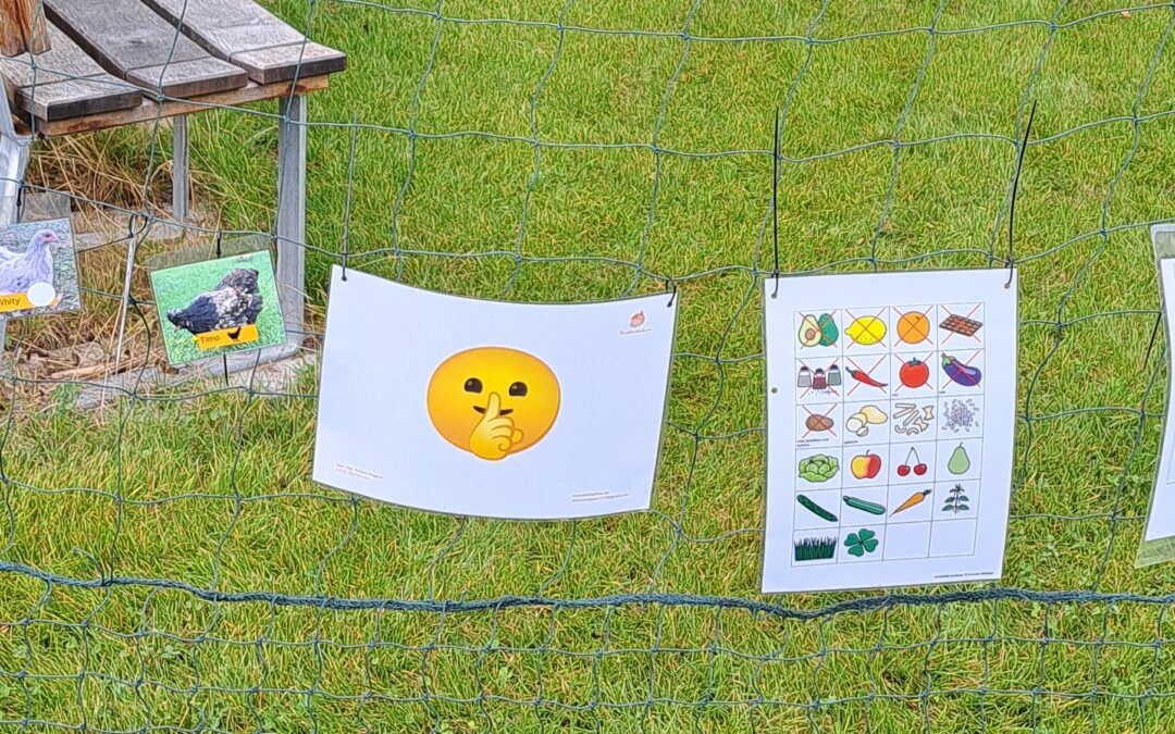 Die Knüller Hühner sind der Knaller